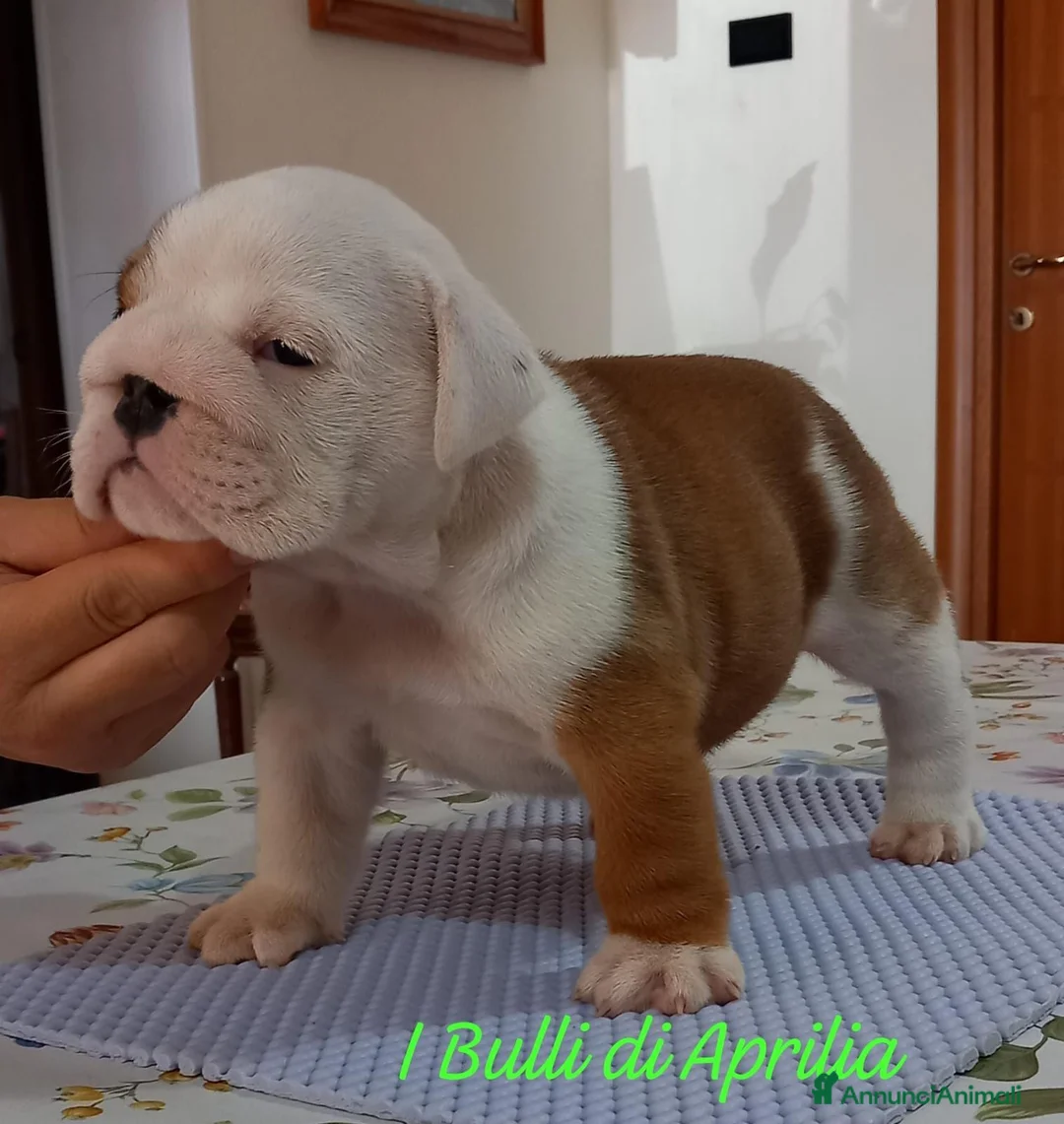 Bulldog cani in vendita: BULLDOG INGLESE  - Annuncio 2