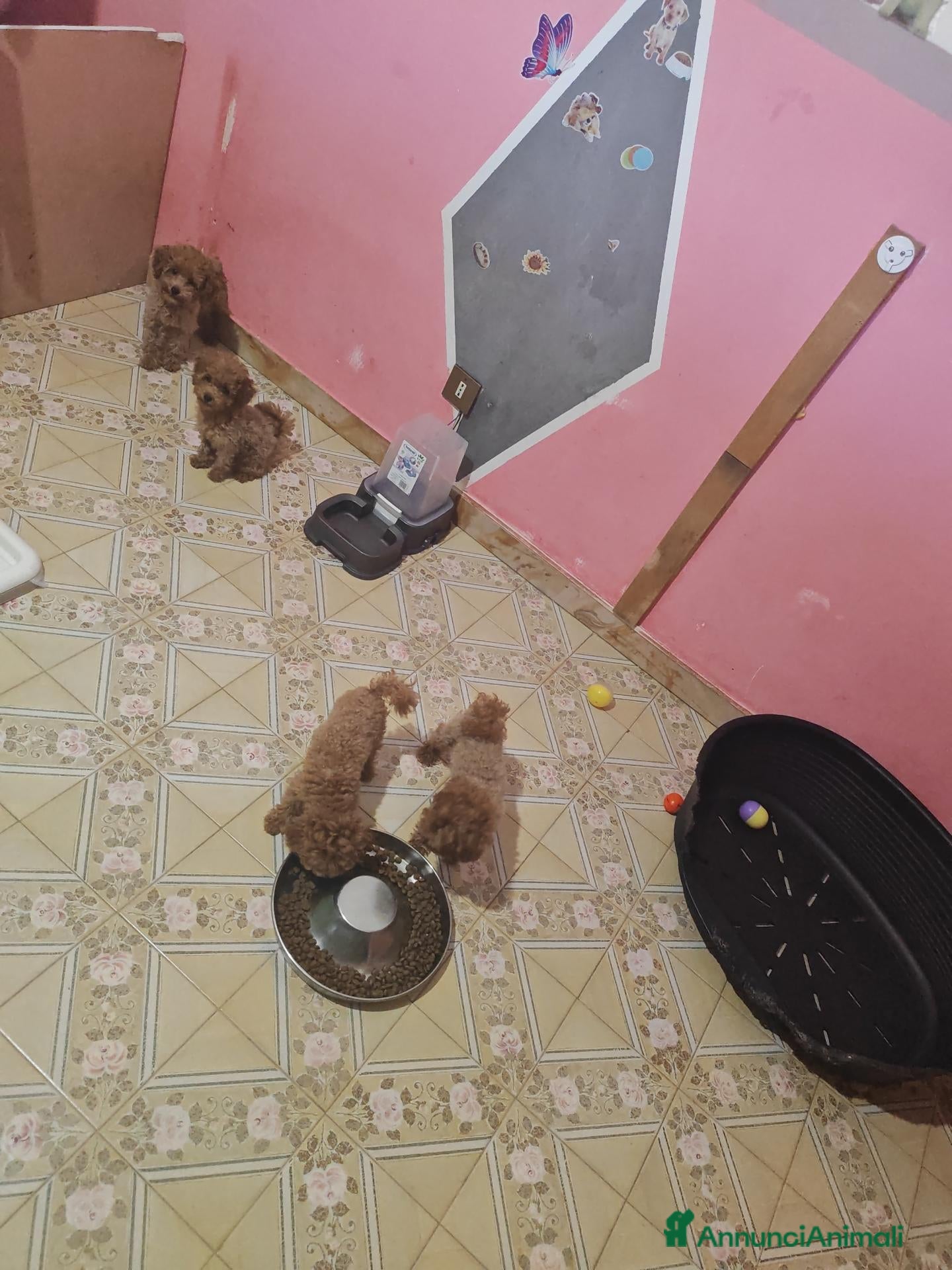 Barboncino Toy cani Barboncini  - Annuncio 18