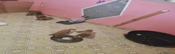 Barboncino Toy cani in vendita: Barboncini  - Annuncio 1
