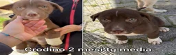 Meticcio cani in regalo: CUCCIOLI ABBANDONATI: EMERGENZA  a Città metropolitana di Milano - Annuncio 6