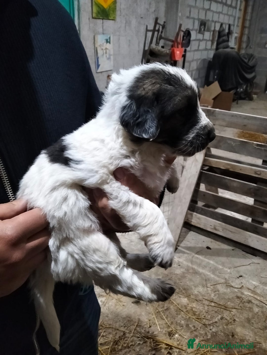 Meticcio cani in regalo: cuccioli meticci taglia media  - Annuncio 3