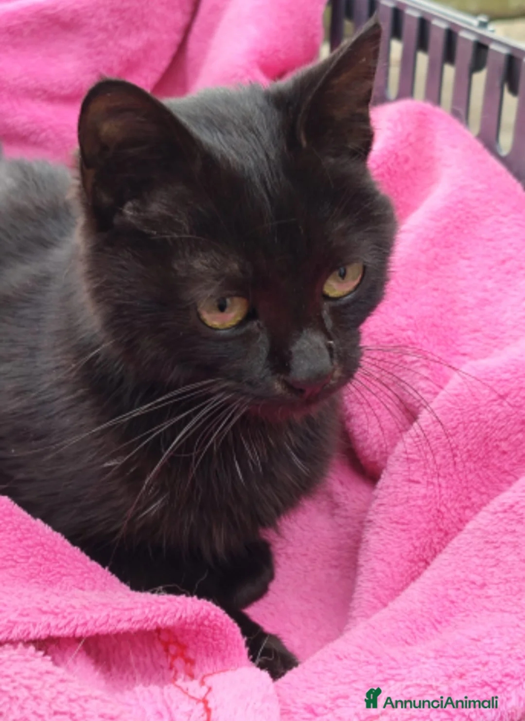 Europeo gatti in regalo: Micio nero TRIPODE ca 7mesi ADOZIONE SALTATA.NAPOL - Annuncio 3