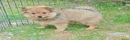 Spitz cani in vendita: Spitz piccolo - Annuncio 3