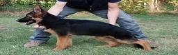 Pastore Tedesco cani in vendita: PASTORI TEDESCHI - Annuncio 6