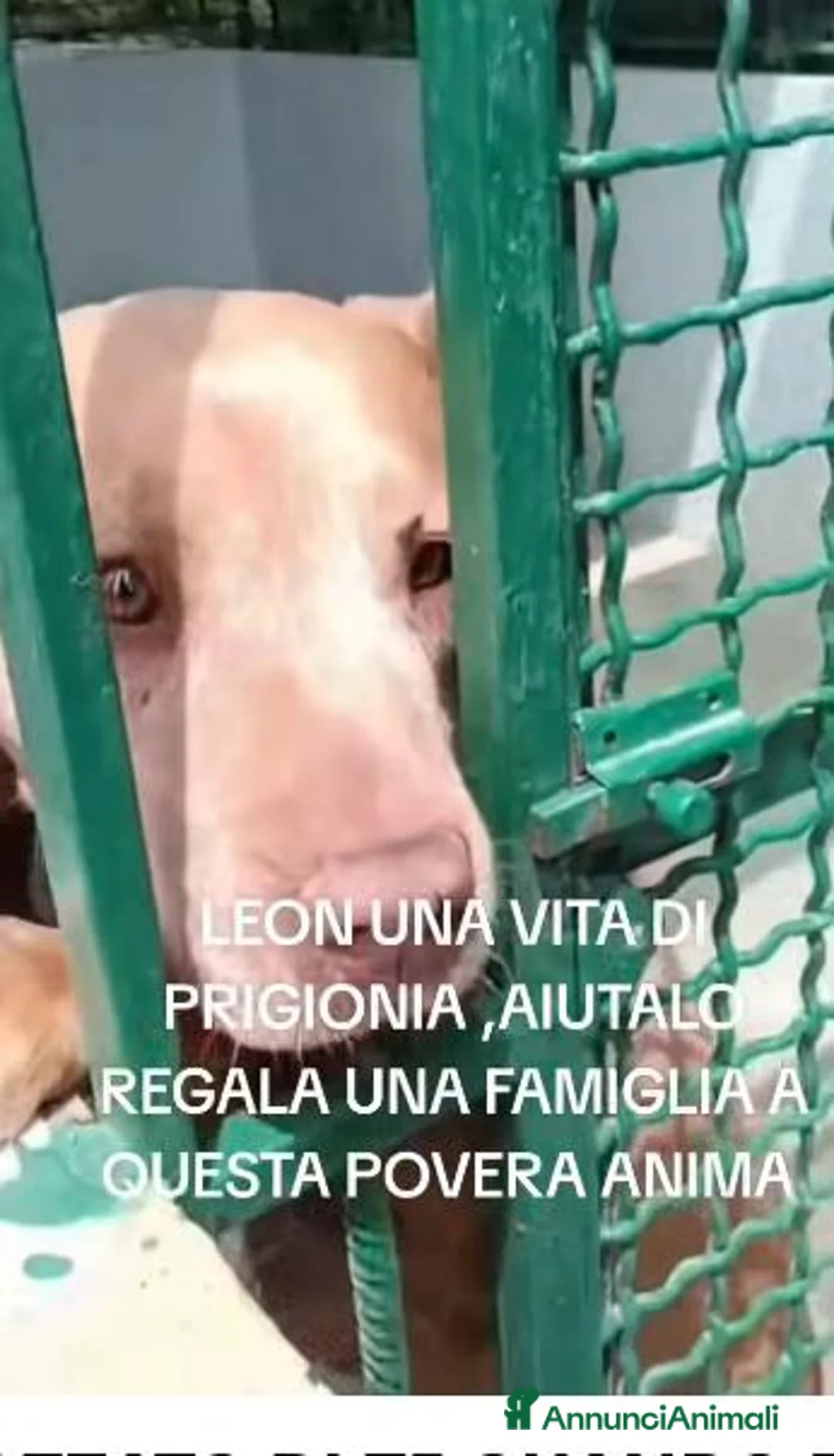 Meticcio cani in regalo: LEON, PIT DI 6 ANNI a Provincia di Ferrara - Annuncio 2