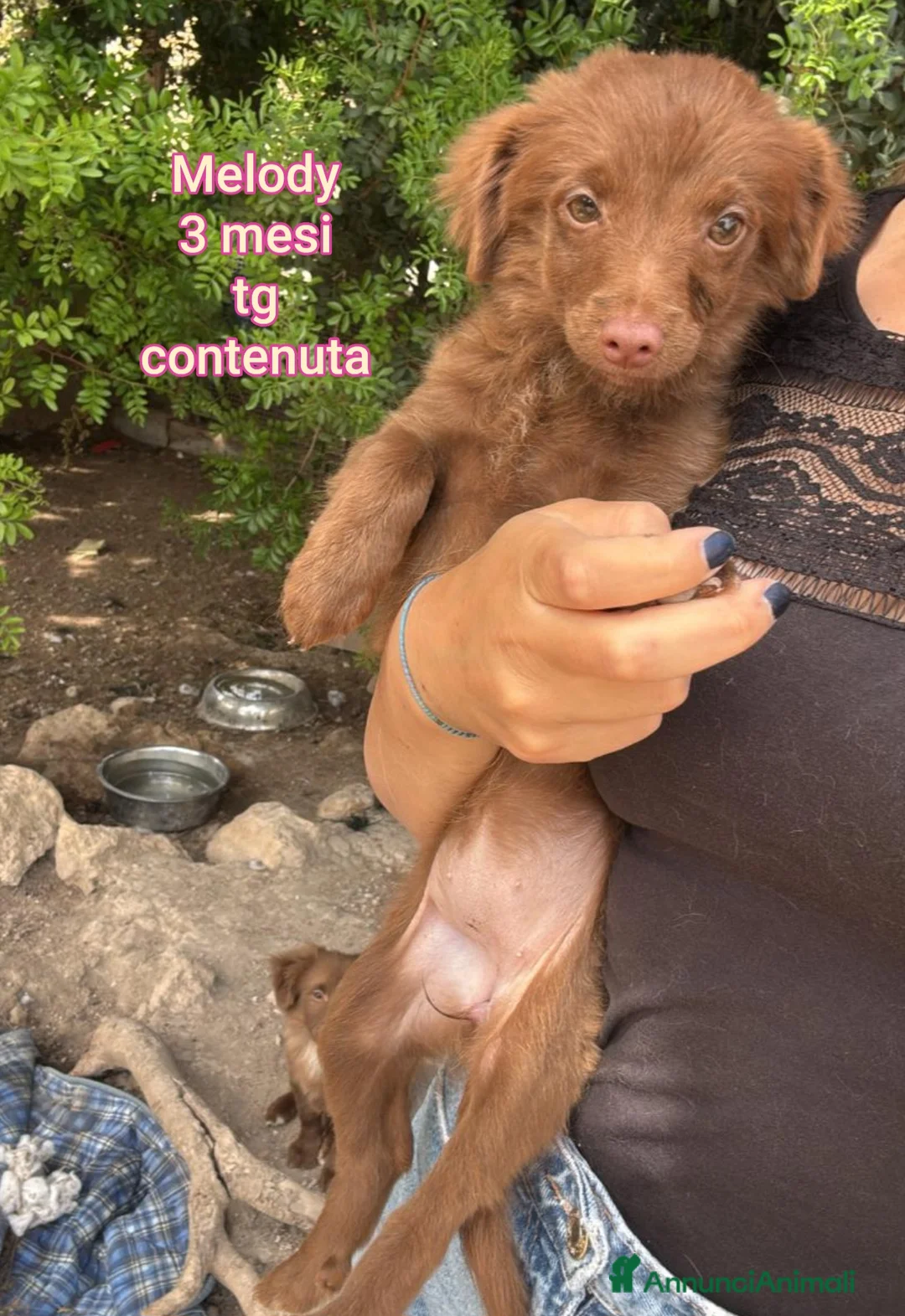 Meticcio cani in regalo: CUCCIOLI ESCLUSI E SOLI!!! a Città Metropolitana di Genova - Annuncio 1