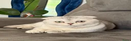 Scottish gatti per accoppiamento: Stallone scottish fold per accoppiamento - Annuncio 3