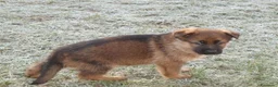 Pastore Tedesco cani in vendita: Cucciolo maschio grigio. Pastore tedesco - Annuncio 4