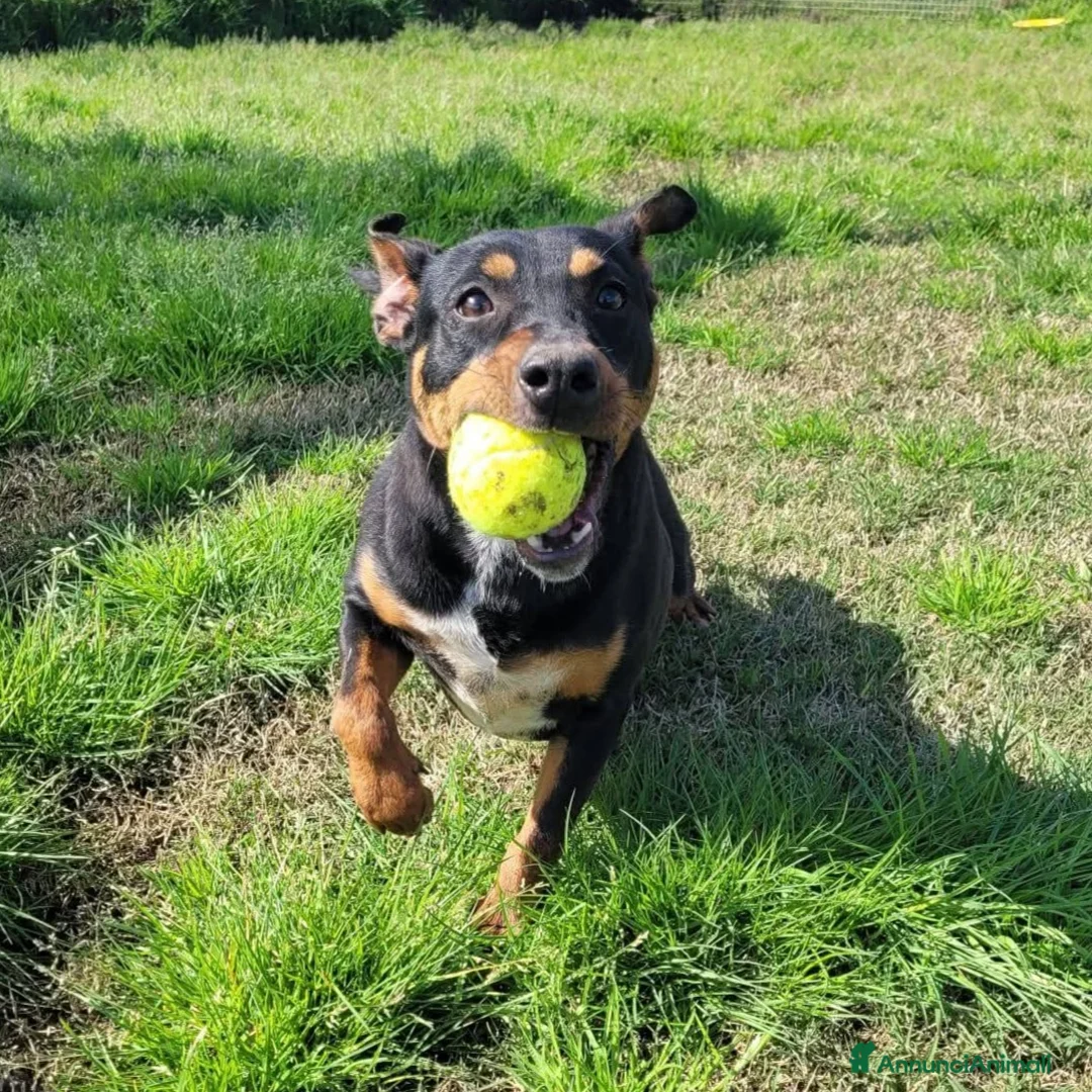 Meticcio cani in regalo: Bullo cucciolone tutta vita - Annuncio 1