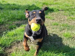 Meticcio cani Bullo cucciolone tutta vita - Annuncio 14
