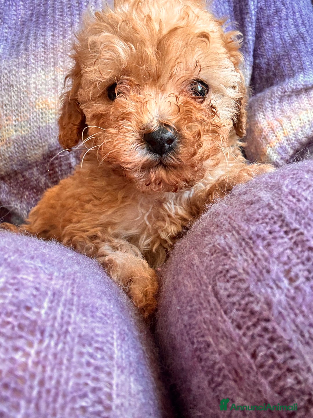 Barboncino Toy cani in vendita: Barboncino Toy  - Annuncio 4