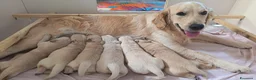 Golden Retriever cani in vendita: Cucciole di golden retriver linea inglese a Provincia di Ancona - Annuncio 4