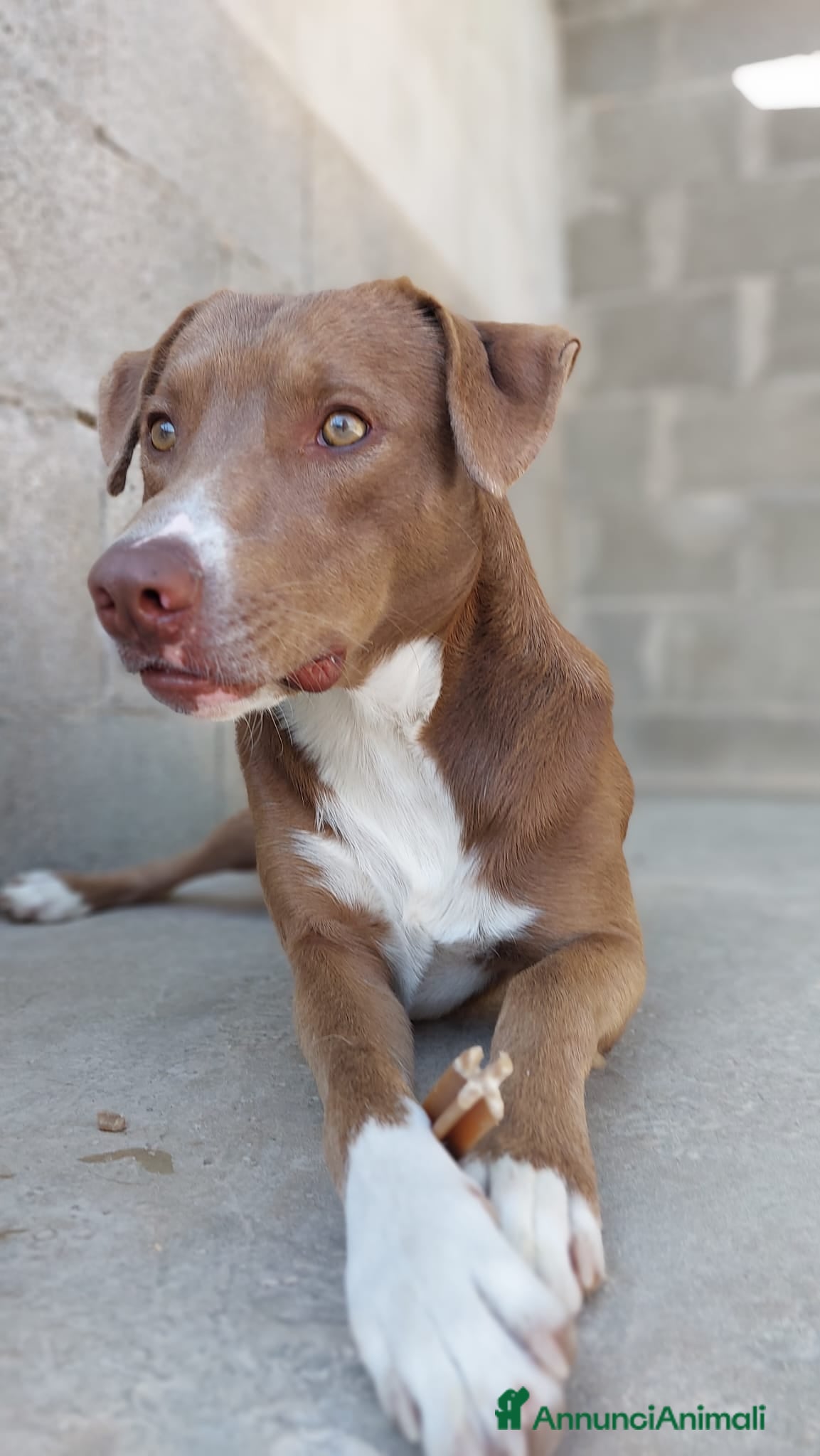 Meticcio cani Boris 1anno tg media occhi ambraPRESTO IN CANILE!! - Annuncio 20