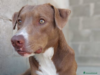 Meticcio cani Boris 1anno tg media occhi ambraPRESTO IN CANILE!! - Annuncio 2