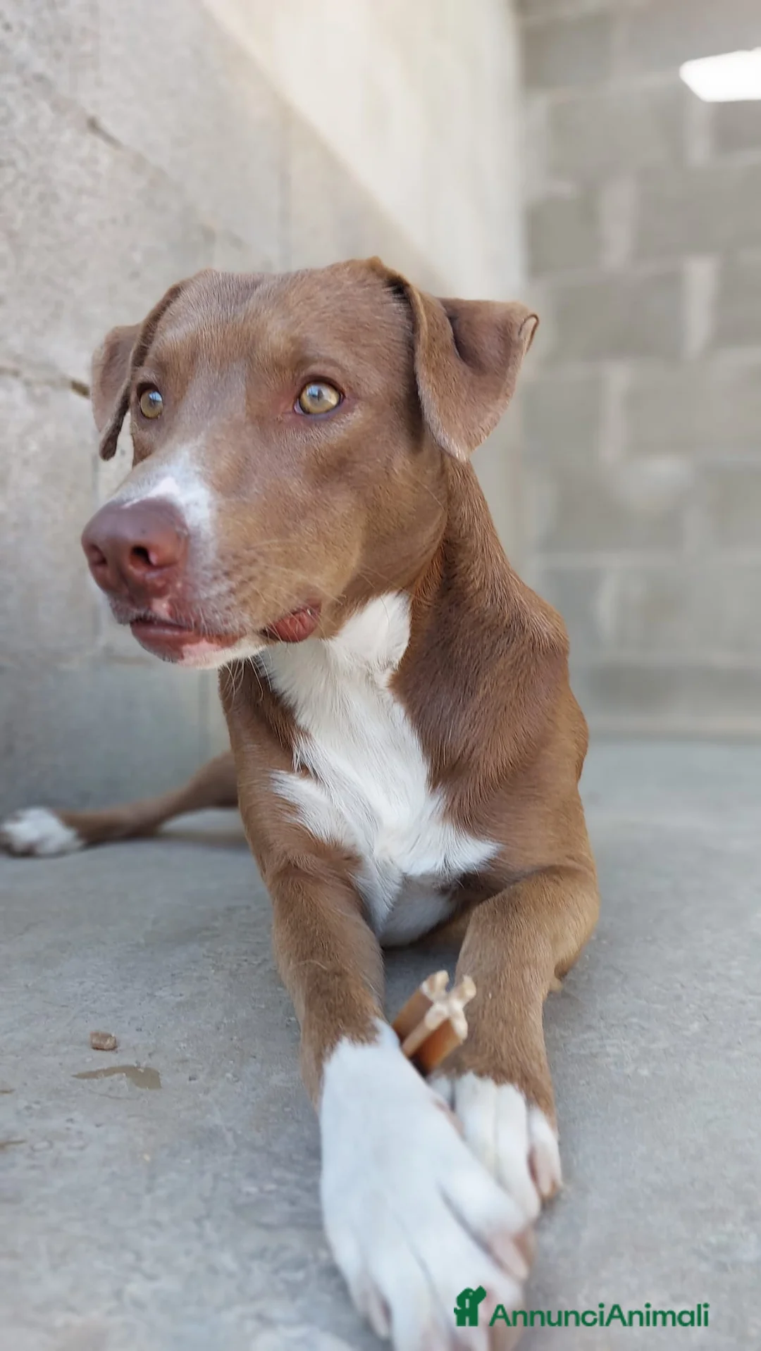 Meticcio cani in regalo: Boris 1anno tg media occhi ambraPRESTO IN CANILE!! - Annuncio 1