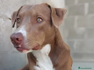 Meticcio cani Boris 1anno tg media occhi ambraPRESTO IN CANILE!! - Annuncio 40