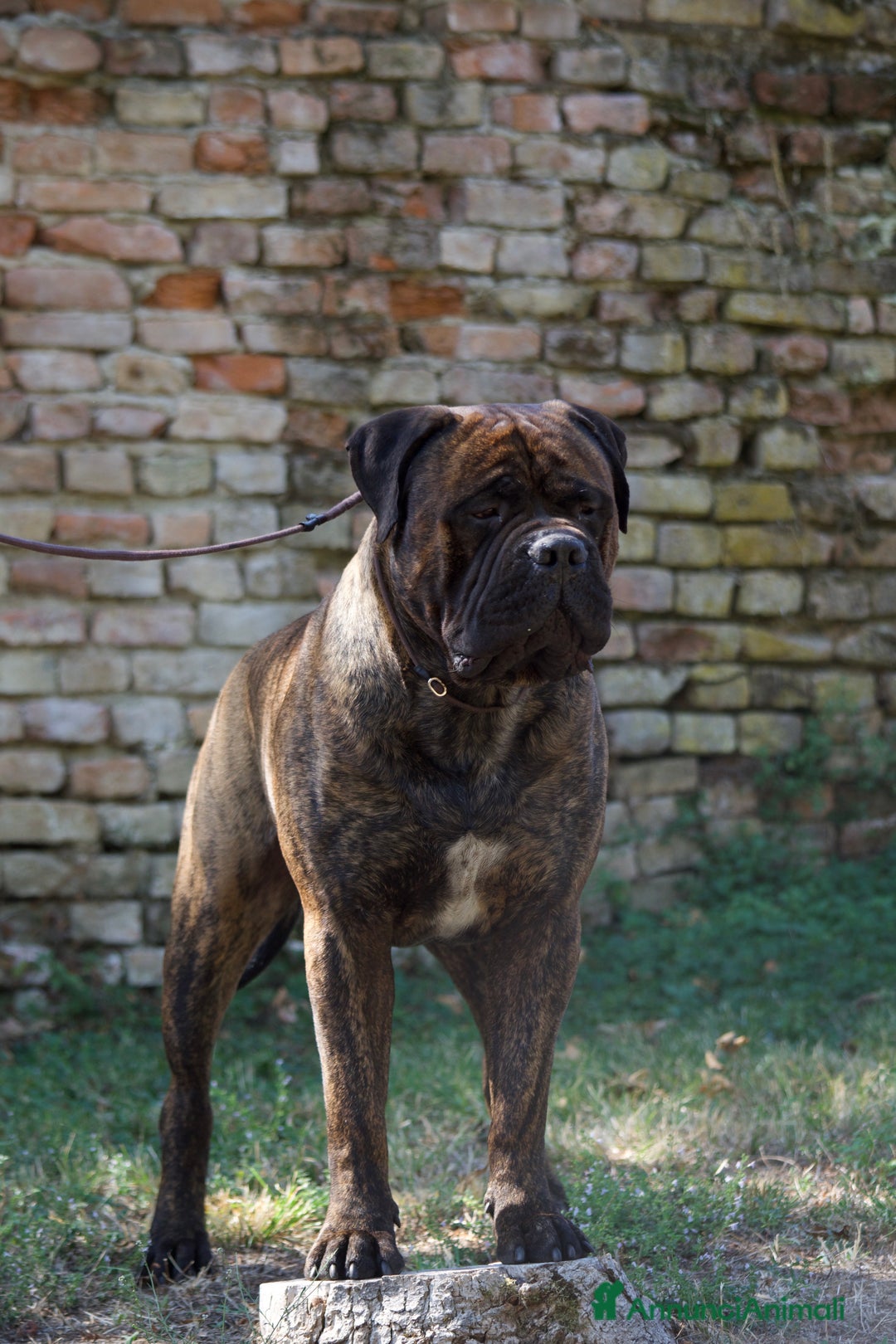Bullmastiff cani in vendita: Cuccioli Bullmadtiff - Annuncio 4