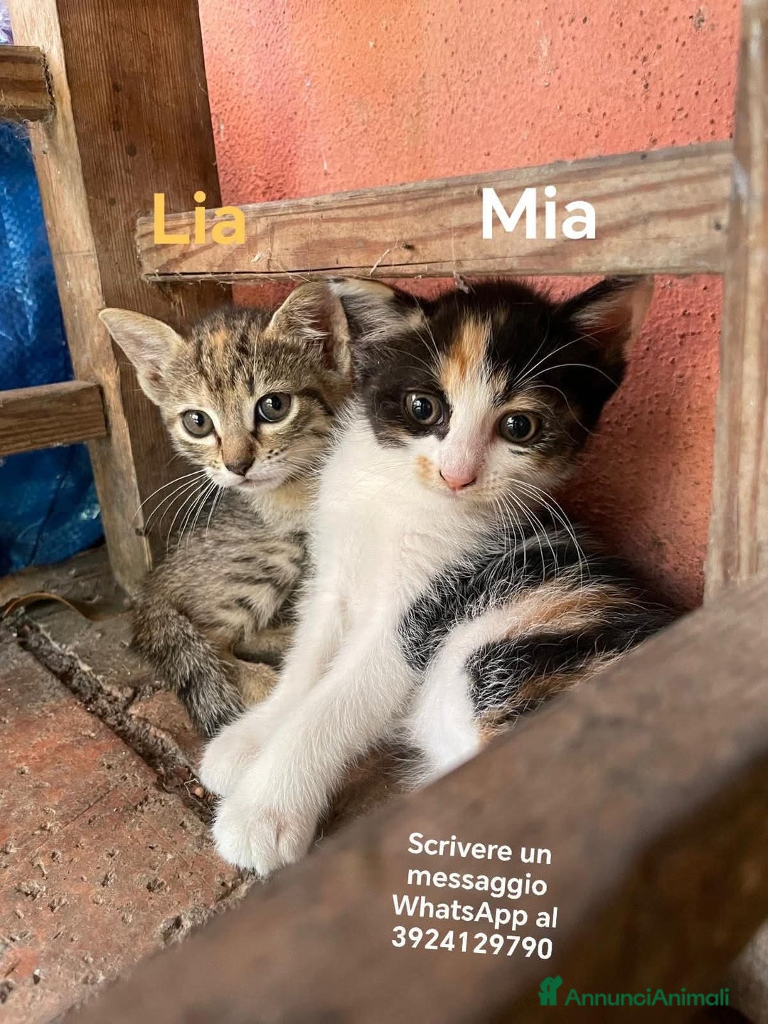 Europeo gatti in regalo: LIA E MIA DUE TENERE CUCCIOLINE a Città metropolitana di Roma Capitale - Immagine 1