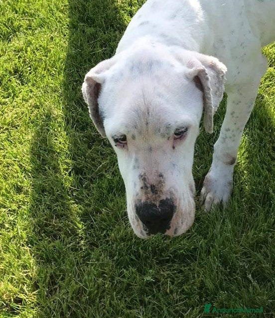 Dogo Argentino cani DUGO il gigante buonissimo merita una casa a Provincia di Latina - Annuncio 2