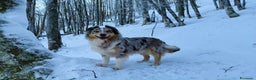 Australian Shepherd cani in vendita: Cuccioli Australian Shepherd con pedigree  - Annuncio 2