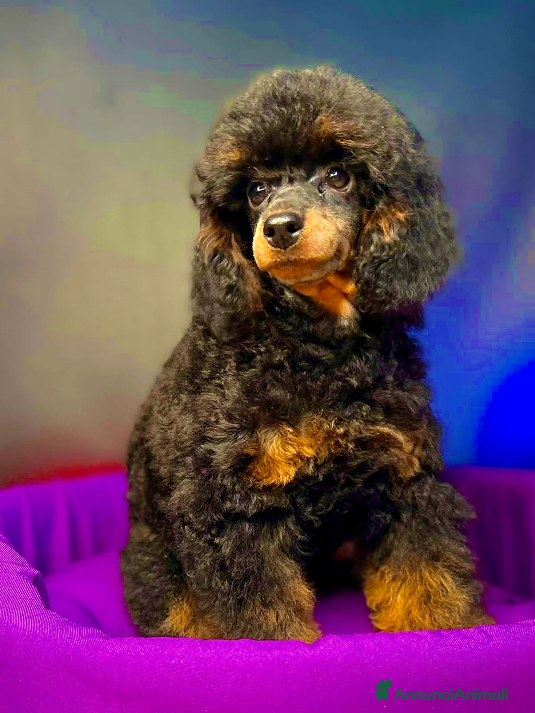 Immagine della galleria {{count}}