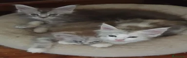 Maine Coon 5