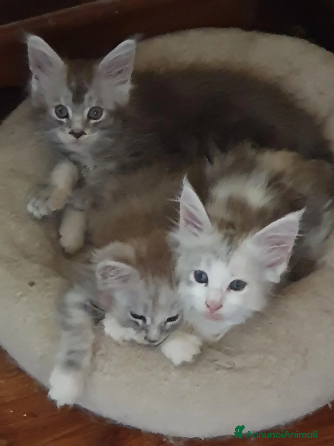 Maine Coon gatti in vendita: Maine coon cuccioli  a Città Metropolitana di Torino - Annuncio 2