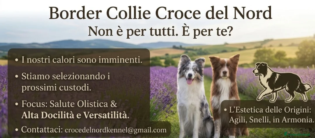 Immagine della galleria {{count}}