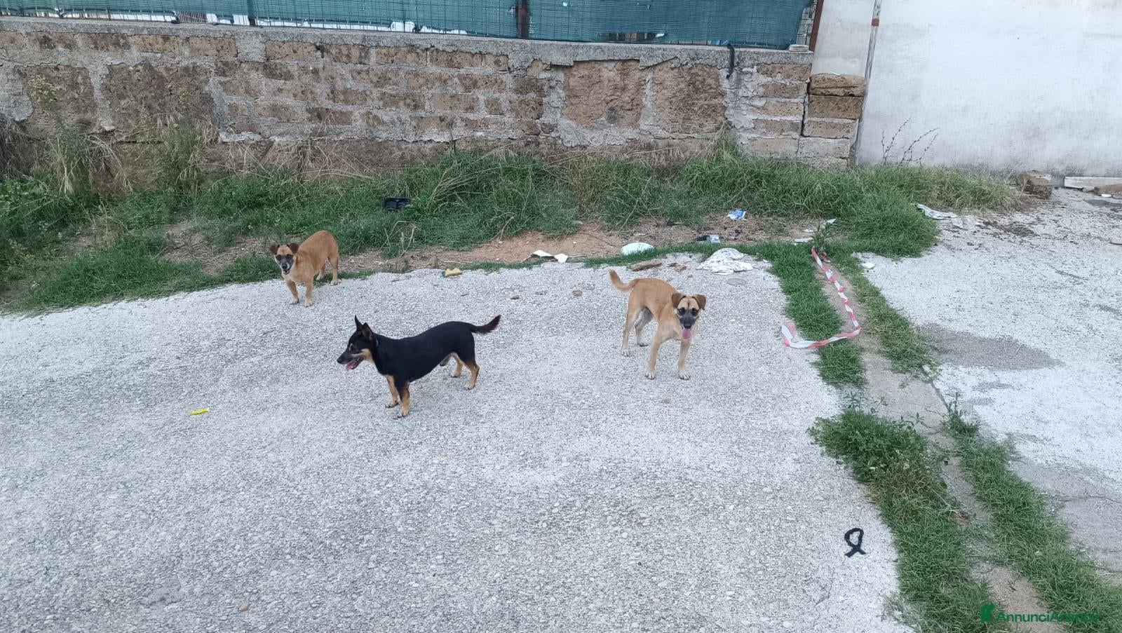 Meticcio cani Triade di meticci - Annuncio 1