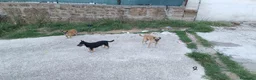 Meticcio cani in regalo: Triade di meticci - Annuncio 1