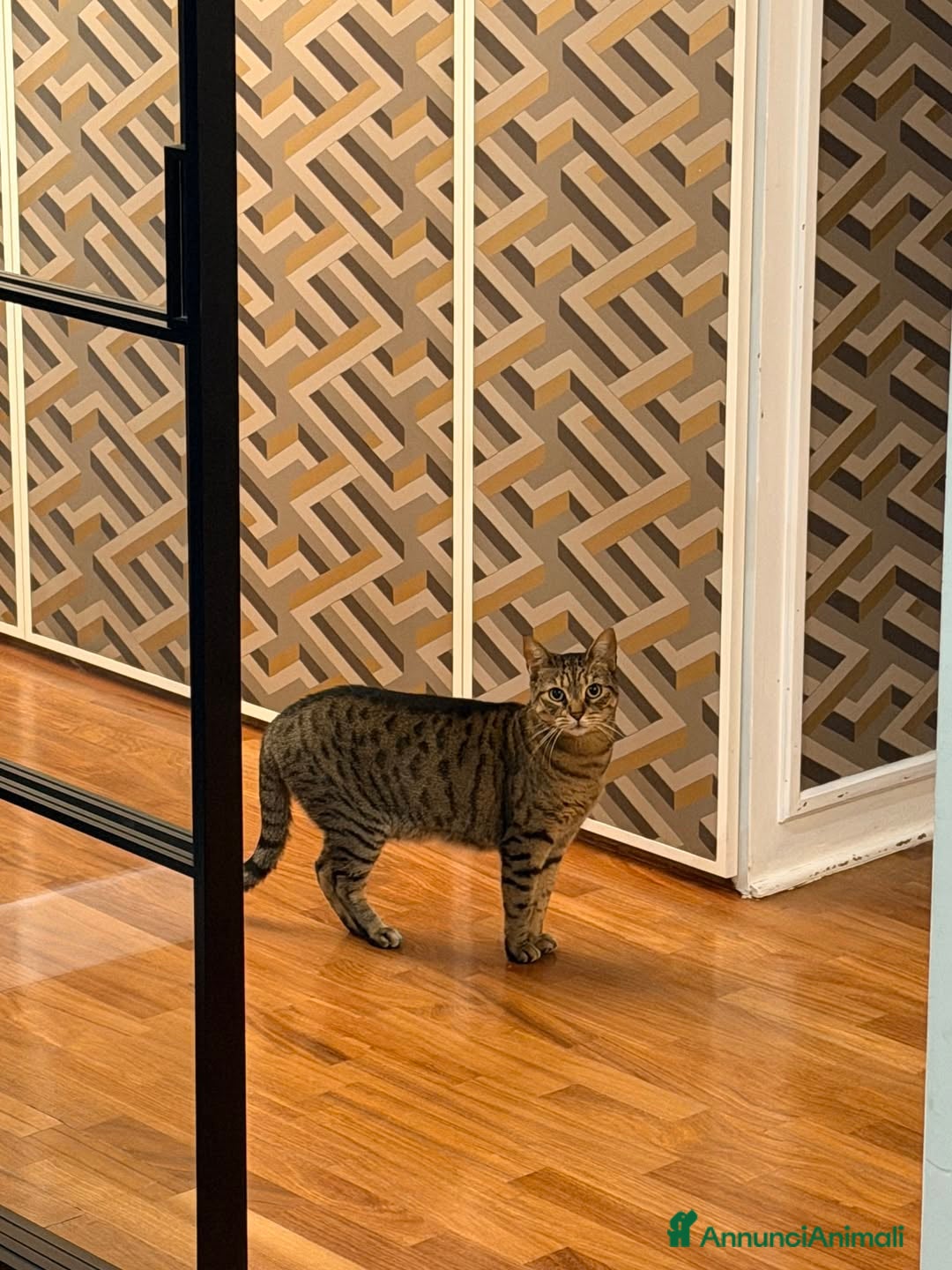 Europeo gatti Regalo questa dolce gattina  - Annuncio 11