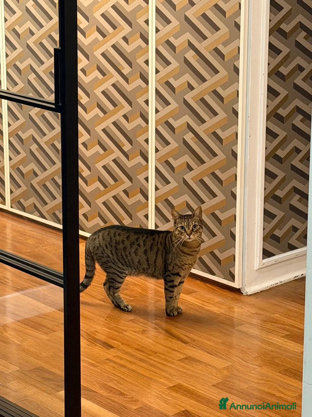 Europeo gatti in regalo: Regalo questa dolce gattina  - Annuncio 1