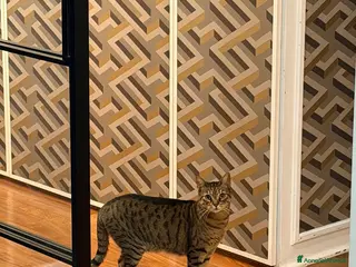 Europeo gatti Regalo questa dolce gattina - Annuncio 11