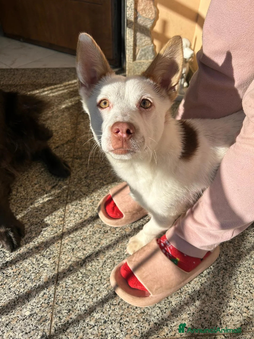 Meticcio cani in regalo: 9mesi 8kg per mesi in balcone CASERTA URGENTE - Annuncio 3