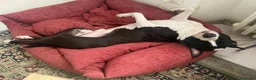 Meticcio cani in regalo: Roy, un meticcio molto equilibrato - Annuncio 2