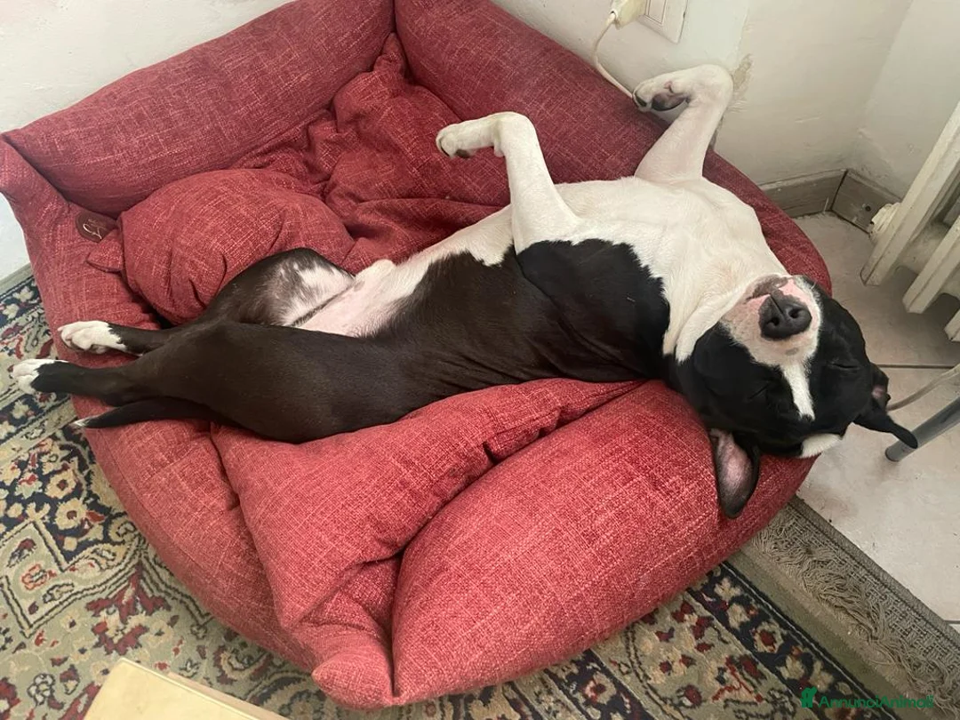 Meticcio cani in regalo: Roy, un meticcio molto equilibrato - Annuncio 2