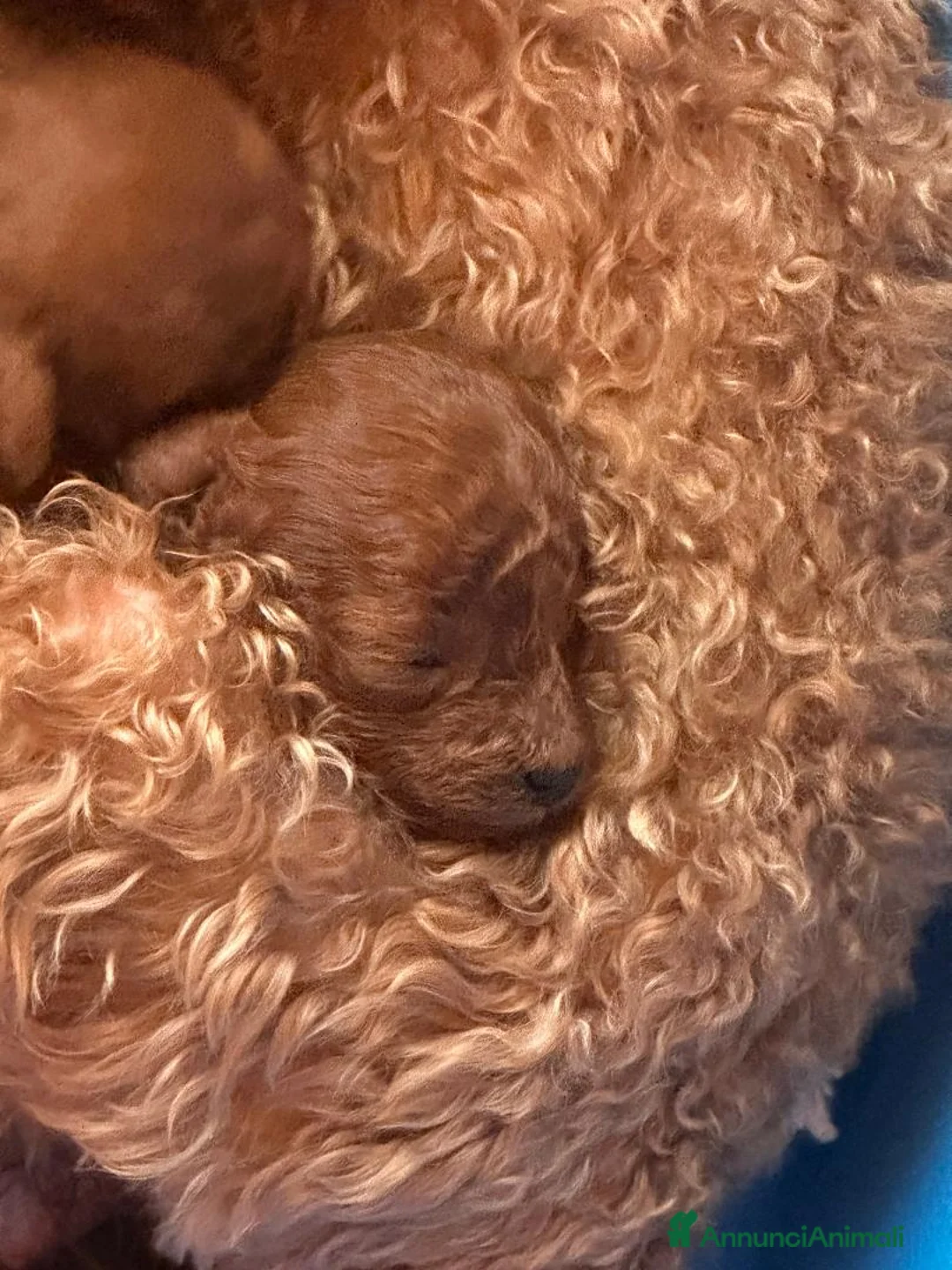 Barbone cani in vendita: Cuccioli barbone toy color fulvo - Annuncio 10