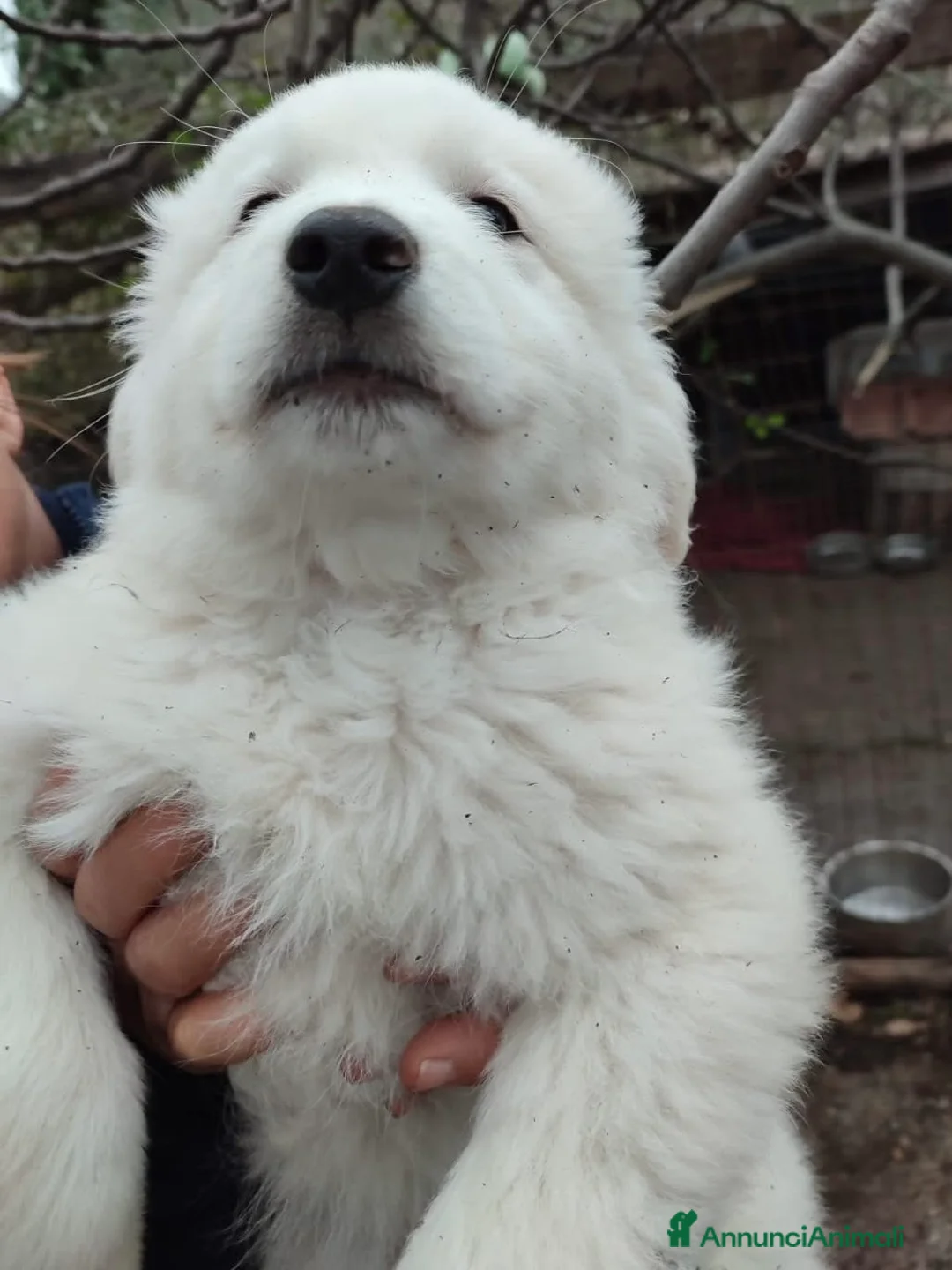 Pastore Maremmano cani in regalo: Orfeo dolcissimo orsetto 2 mesi taglia grande - Annuncio 3