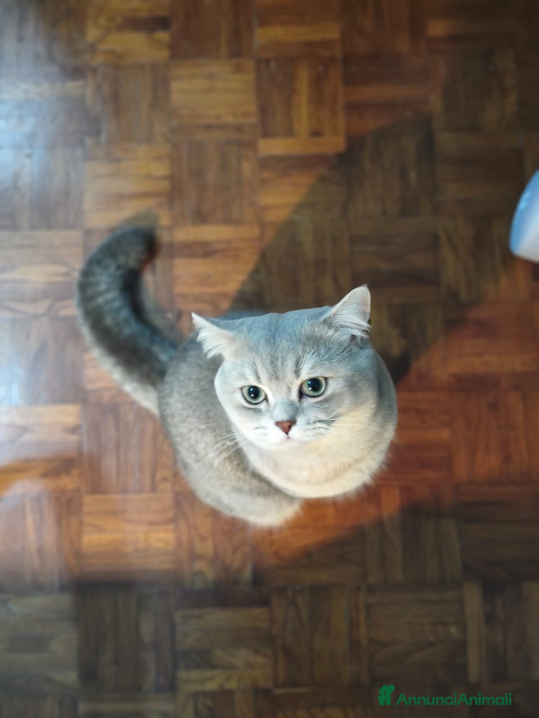 Scottish gatti per accoppiamento: Cerco una gatta Scottish fold o straight  a Provincia di Brescia - Immagine 3