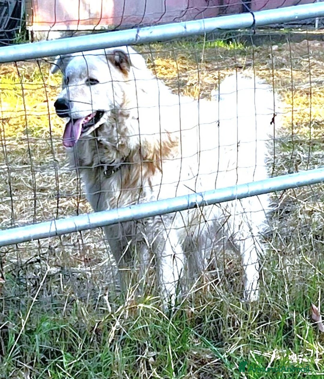 Pastore Maremmano cani in regalo: ZACK giovane PMA unico! - Annuncio 5