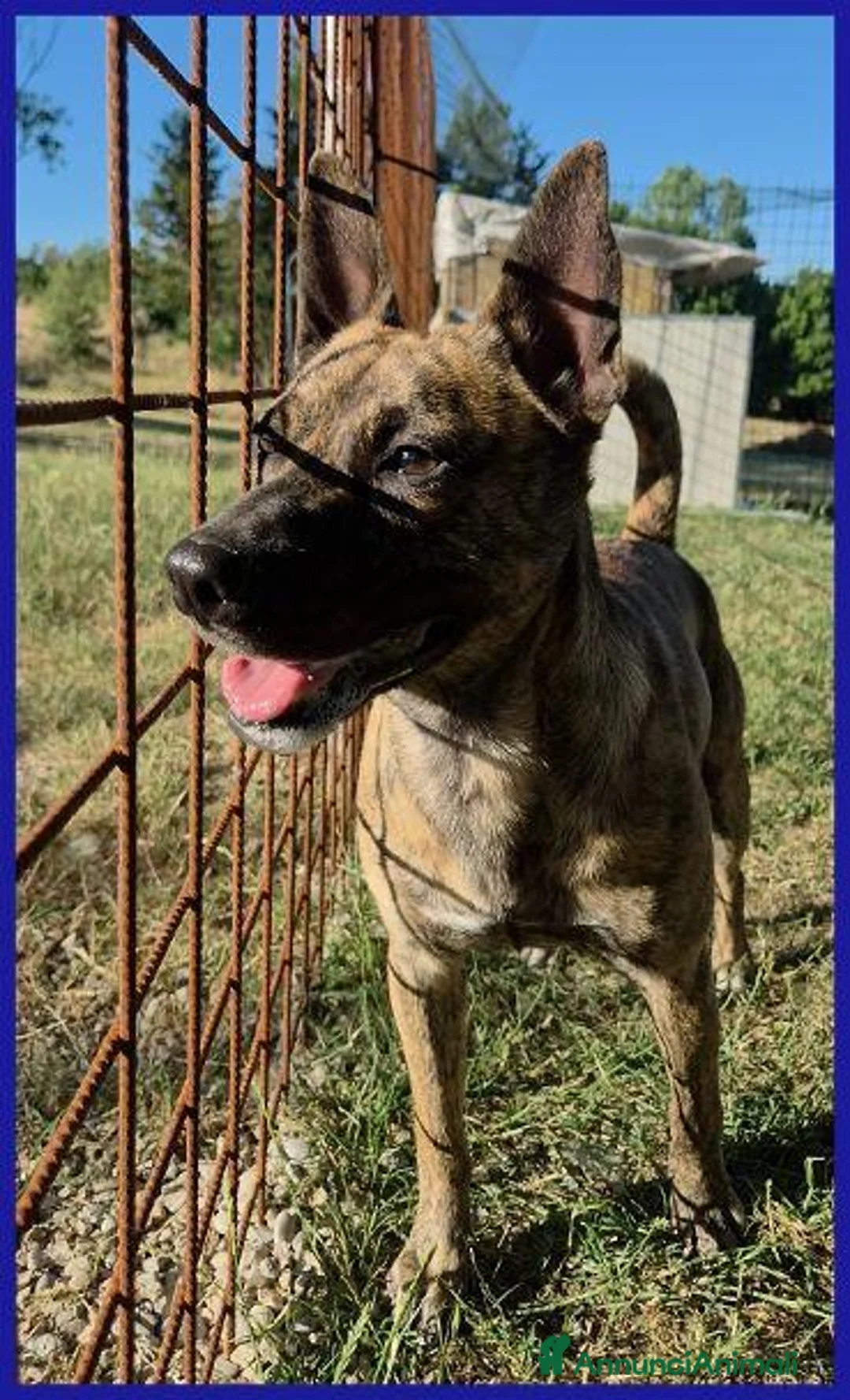 Meticcio cani in regalo: GEOLIER giovane aspettava chi l'ha abbandonato - Annuncio 1