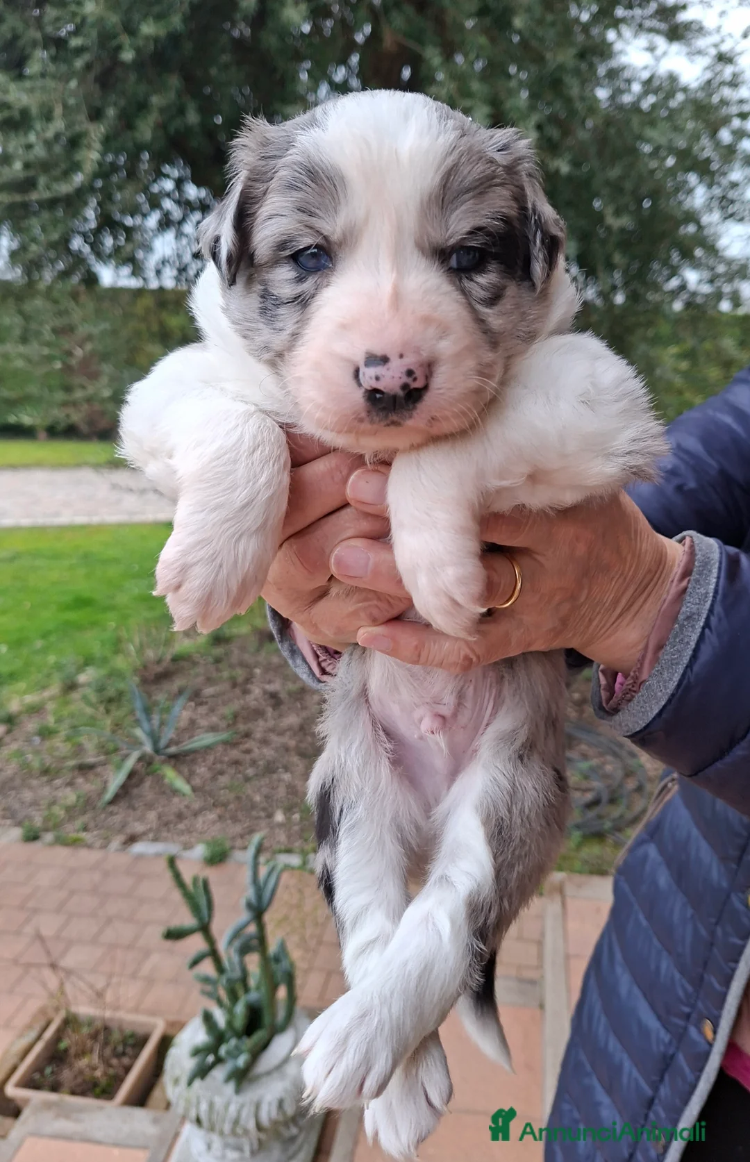 Border Collie cani in vendita: Cuccioli di border collie a Provincia di Padova - Annuncio 5