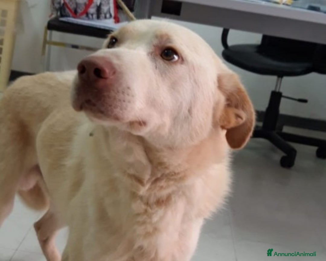Labrador cani in regalo: HACI, giovane simil labrador cerca famiglia a Roma - Annuncio 2