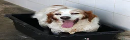 Breton cani in regalo: Bret aspetta una famiglia dal cuore grande!! - Annuncio 2