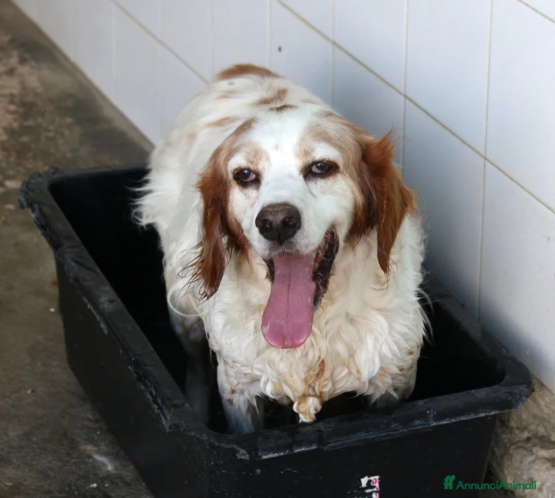 Breton cani in regalo: Bret aspetta una famiglia dal cuore grande!! - Annuncio 2