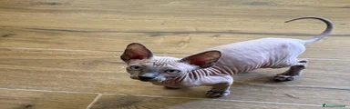 Sphynx Gattino 4