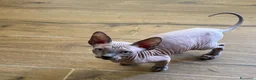 Sphynx gatti in vendita: Cuccioli di Sphynx a Provincia di Cuneo - Annuncio 7