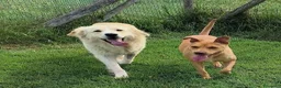 Meticcio cani in regalo: Astra, derivata Golden retriever in adozione  - Annuncio 3
