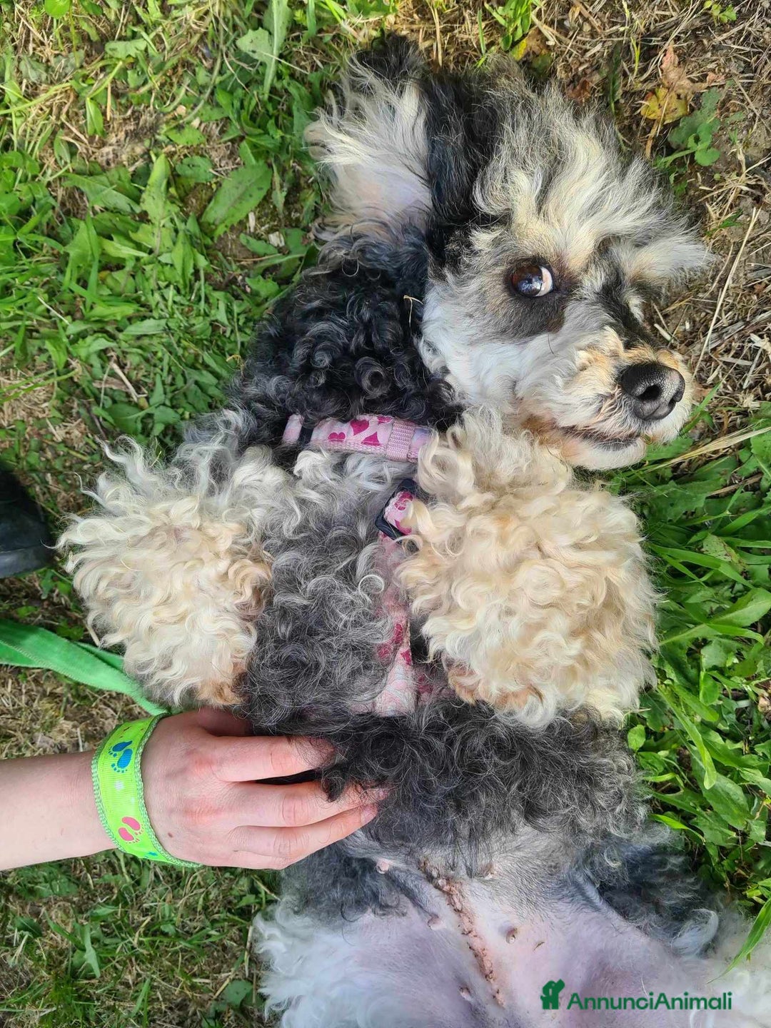 Barboncino cani in regalo: FRAGOLA & CILIEGIA, simpaticissime BARBOCINE - Annuncio 14