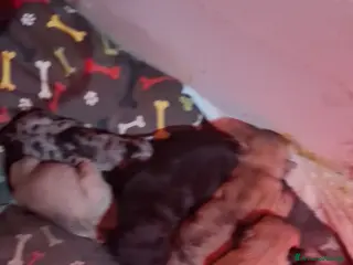 Bulldog Francese cani Cuccioli esotici di bulldog francese - Annuncio 2